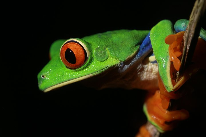 Red-eyed Leaf Frog